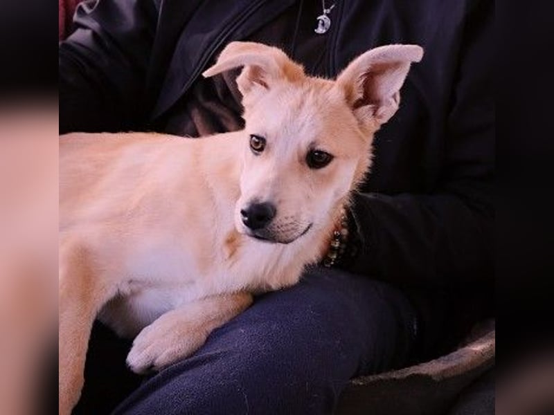 VALENTIN - lieber, sanfter Junghund sucht sein Zuhause