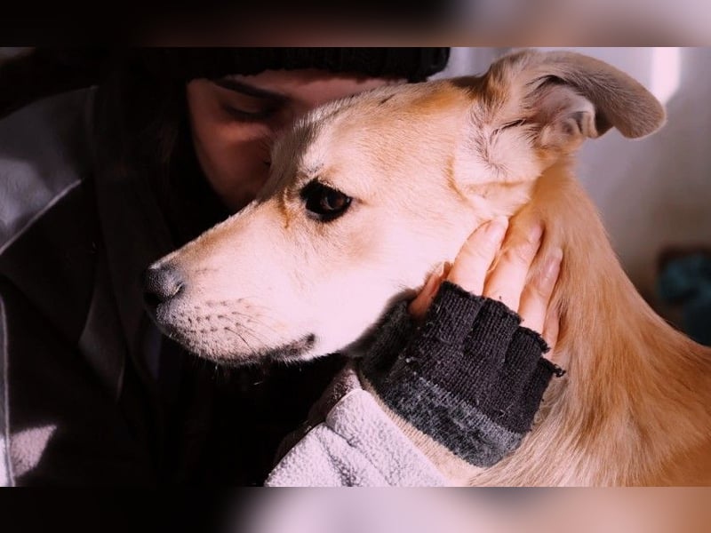 VALENTIN - lieber, sanfter Junghund sucht sein Zuhause