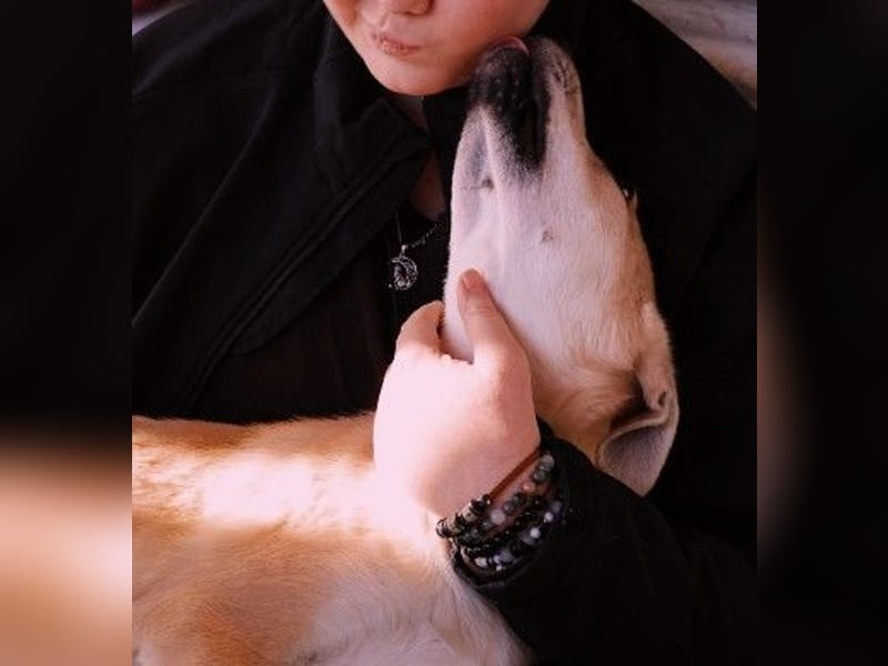 VALENTIN - lieber, sanfter Junghund sucht sein Zuhause