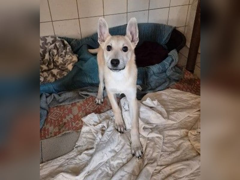 VALENTIN - lieber, sanfter Junghund sucht sein Zuhause