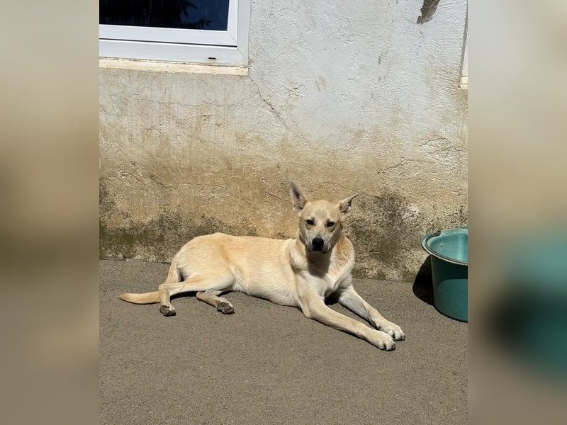 VALENTIN - zauberhafter Junghund sucht sein Zuhause