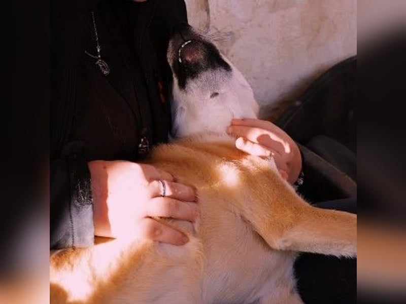 VALENTIN - lieber, sanfter Junghund sucht sein Zuhause