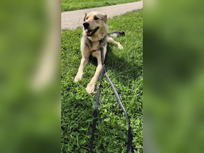 Rüde Tristan sucht ein Zuhause