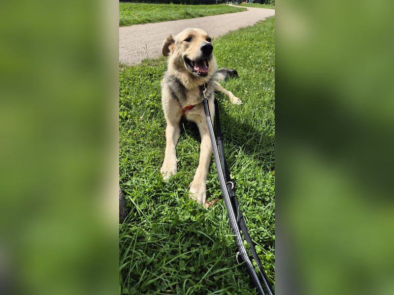 Rüde Tristan sucht ein Zuhause