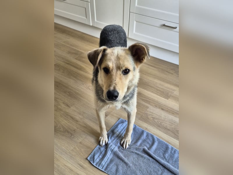 Rüde Tristan sucht ein Zuhause