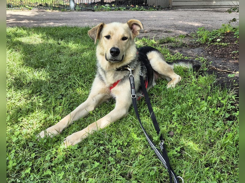 Rüde Tristan sucht ein Zuhause
