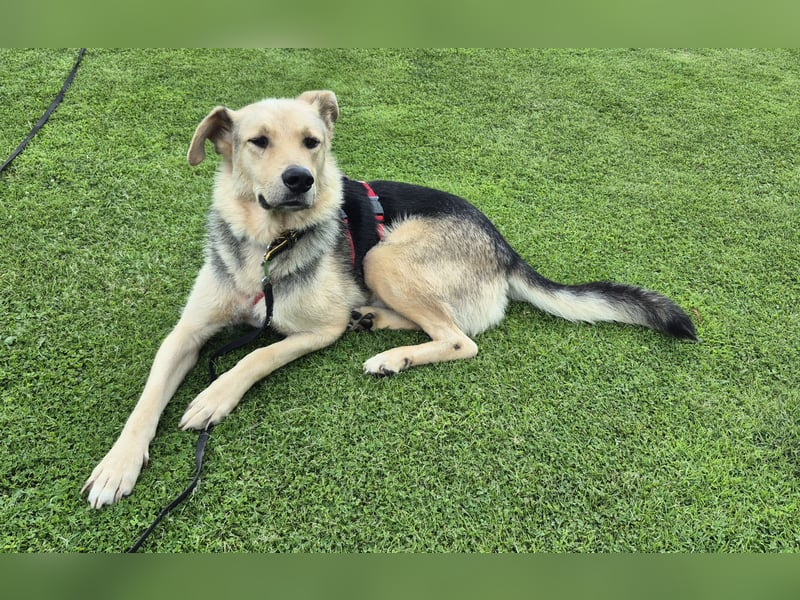 Rüde Tristan sucht ein Zuhause