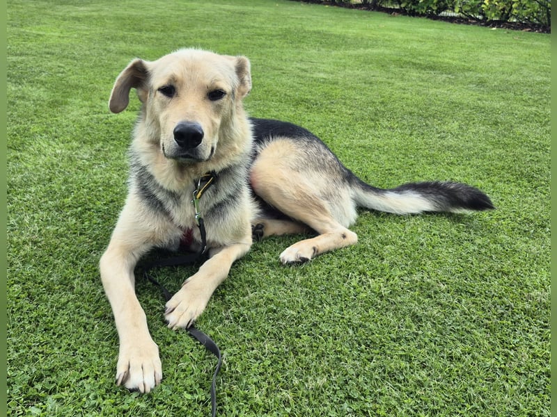 Rüde Tristan sucht ein Zuhause