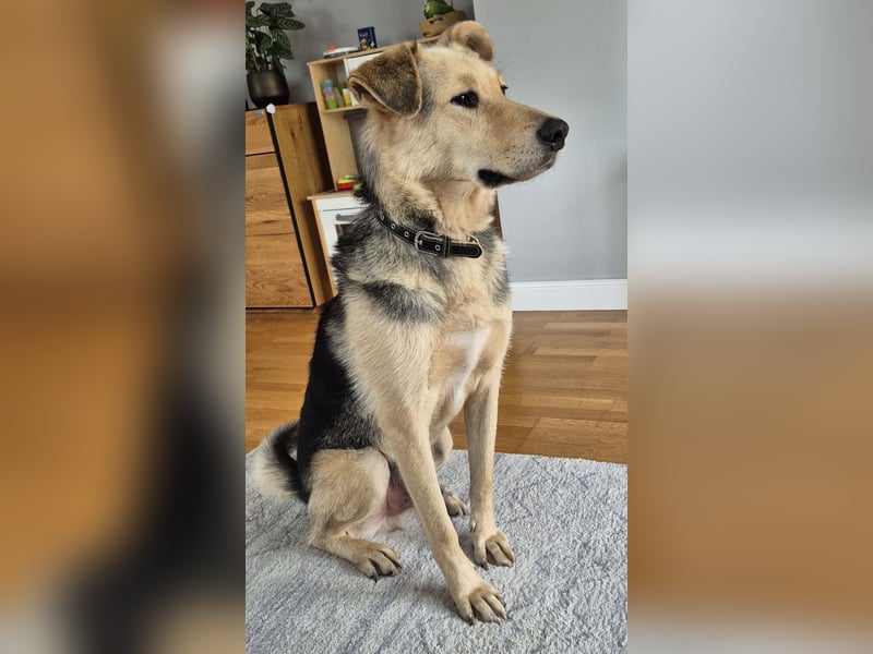 Rüde Tristan sucht ein Zuhause