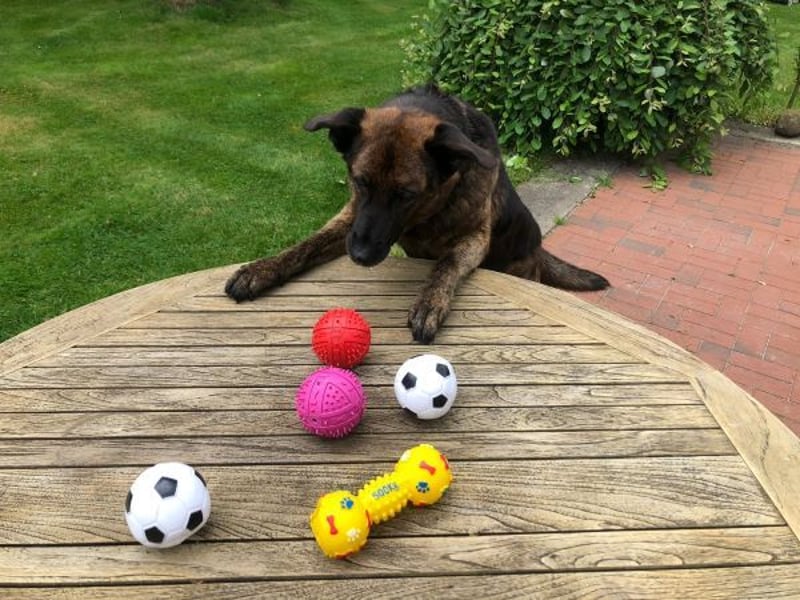 Bradly sucht Unterstützer mit großem Herz 