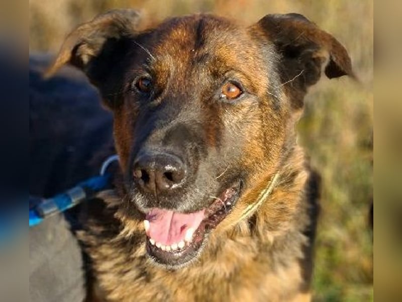 Bradly sucht Unterstützer mit großem Herz 