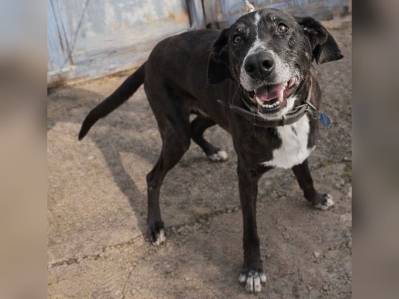 Sion ist aufmerksam, sanft und ruhig