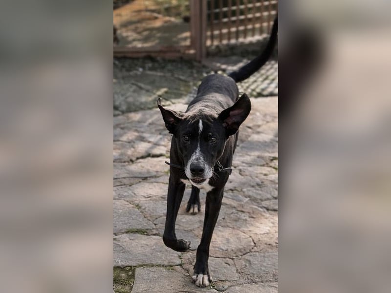 Sion ist aufmerksam, sanft und ruhig