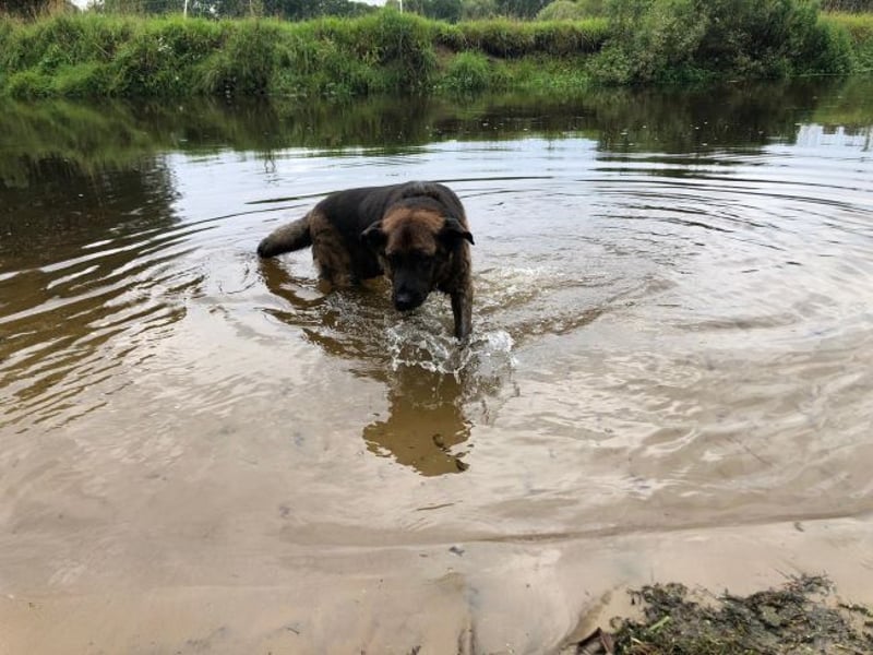 Bradly sucht Unterstützer mit großem Herz 
