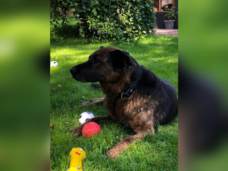 Bradly sucht Unterstützer mit großem Herz 