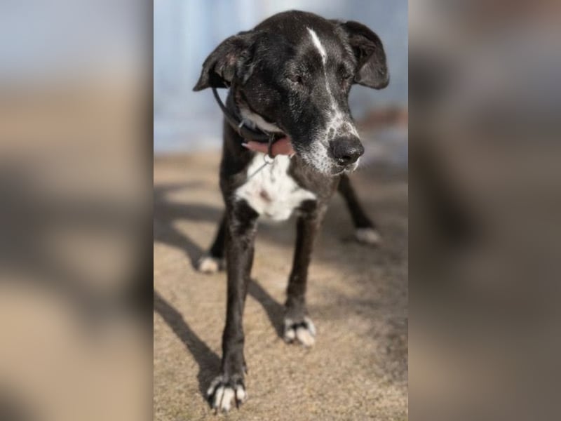 Sion ist aufmerksam, sanft und ruhig