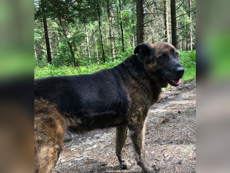 Bradly sucht Unterstützer mit großem Herz 