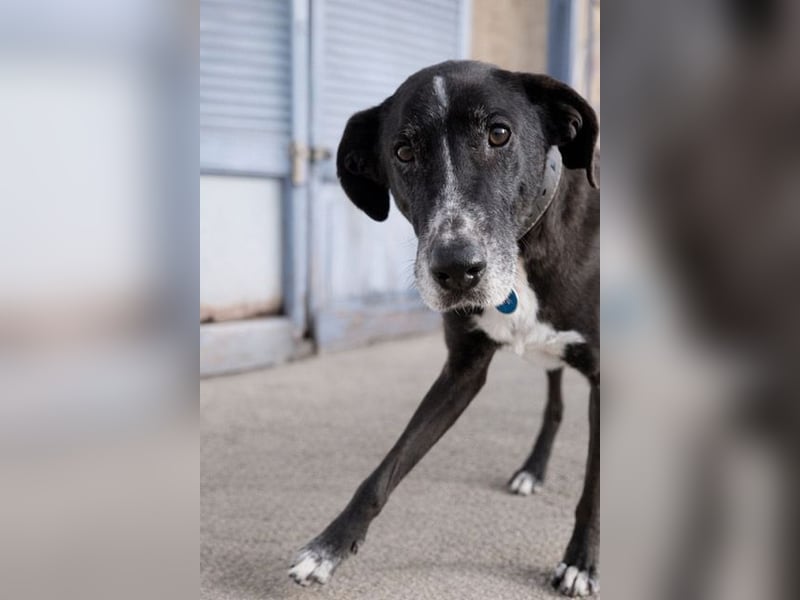 Sion ist aufmerksam, sanft und ruhig