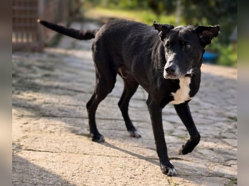 Sion ist aufmerksam, sanft und ruhig