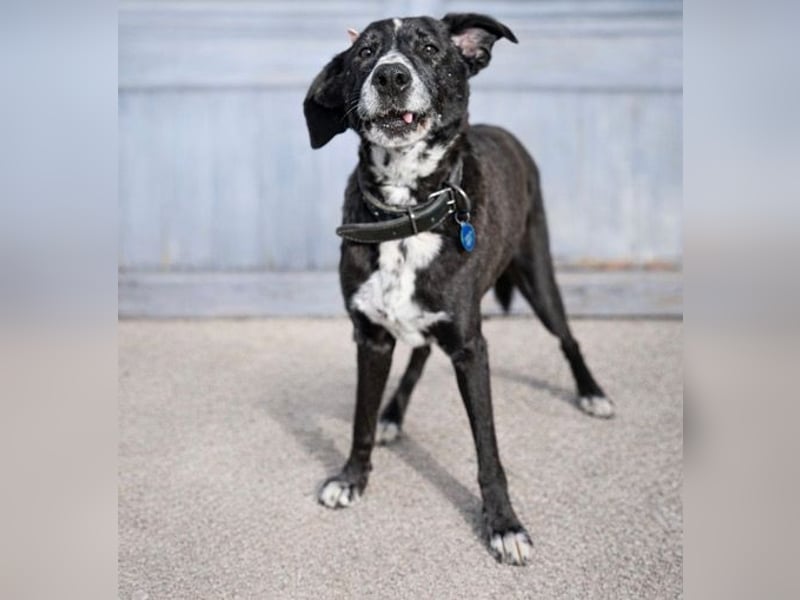 Sion ist aufmerksam, sanft und ruhig