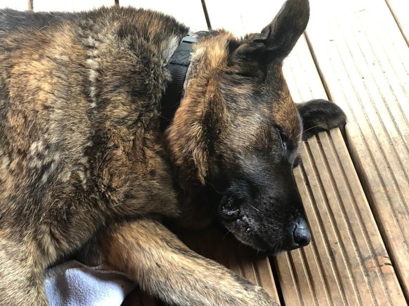 Bradly sucht Unterstützer mit großem Herz 