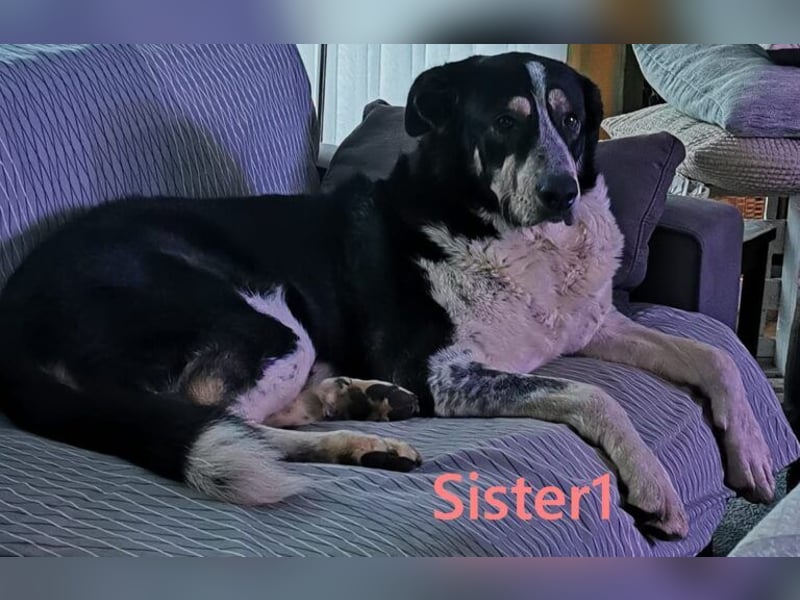 Sister1 geb. 01/2022 (in Deutschland) - "Biene" genannt, verliert unverschuldet ihr Zuhause!