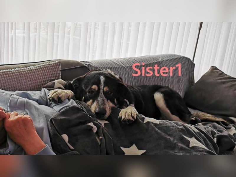 Sister1 geb. 01/2022 (in Deutschland) - "Biene" genannt, verliert unverschuldet ihr Zuhause!