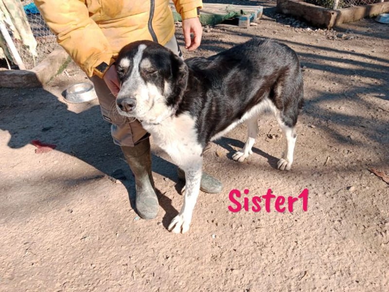 Sister1 geb. 01/2022 (in Deutschland) - "Biene" genannt, verliert unverschuldet ihr Zuhause!