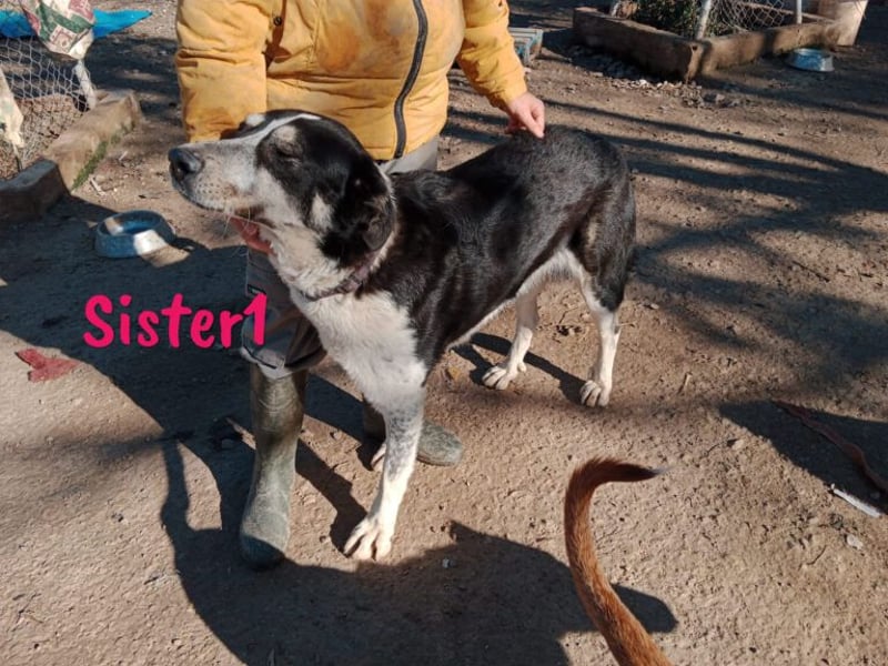 Sister1 geb. 01/2022 (in Deutschland) - "Biene" genannt, verliert unverschuldet ihr Zuhause!