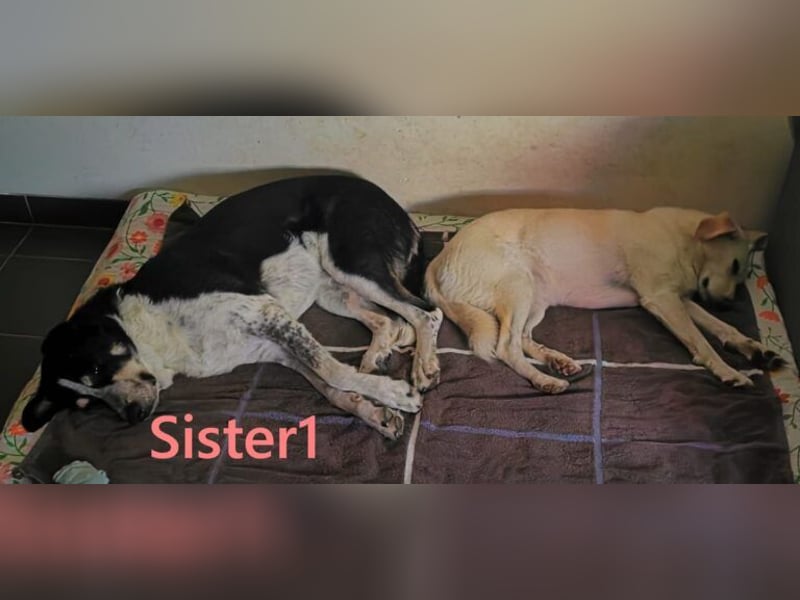Sister1 geb. 01/2022 (in Deutschland) - "Biene" genannt, verliert unverschuldet ihr Zuhause!