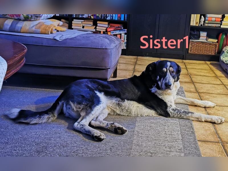 Sister1 geb. 01/2022 (in Deutschland) - "Biene" genannt, verliert unverschuldet ihr Zuhause!