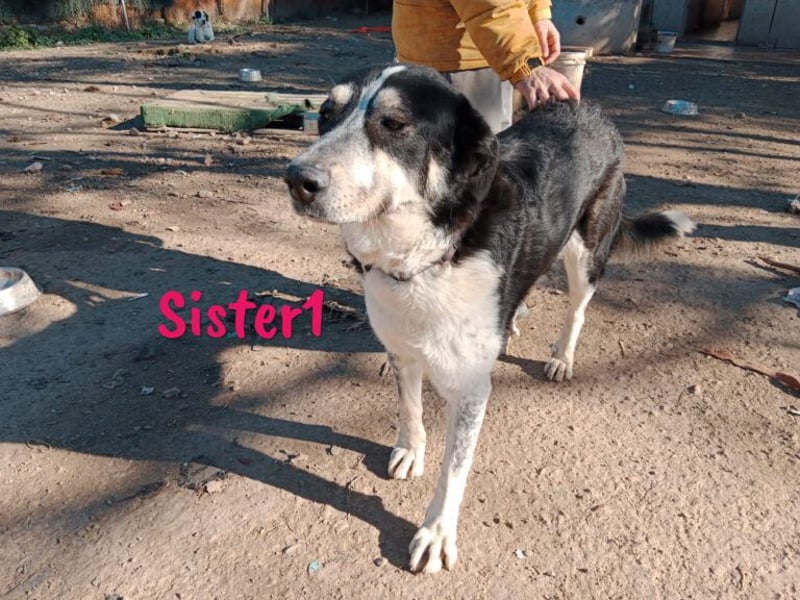 Sister1 geb. 01/2022 (in Deutschland) - "Biene" genannt, verliert unverschuldet ihr Zuhause!