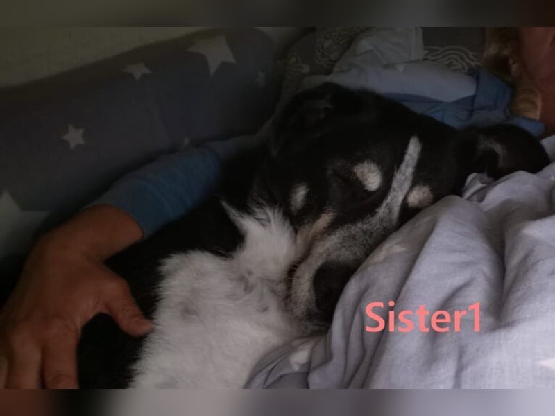 Sister1 geb. 01/2022 (in Deutschland) - "Biene" genannt, verliert unverschuldet ihr Zuhause!