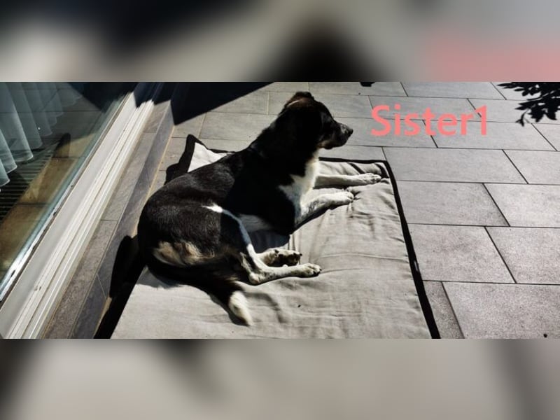 Sister1 geb. 01/2022 (in Deutschland) - "Biene" genannt, verliert unverschuldet ihr Zuhause!