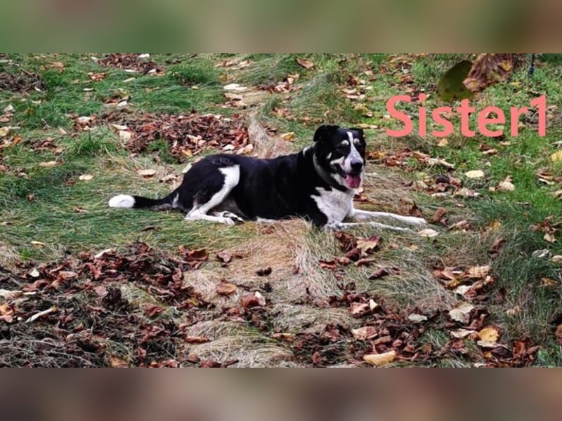 Sister1 geb. 01/2022 (in Deutschland) - "Biene" genannt, verliert unverschuldet ihr Zuhause!