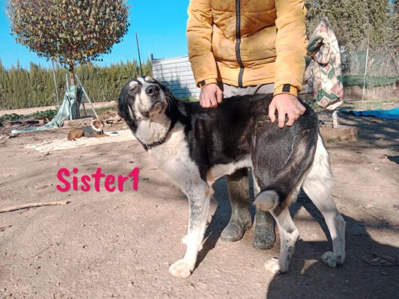 Sister1 geb. 01/2022 (in Deutschland) - "Biene" genannt, verliert unverschuldet ihr Zuhause!