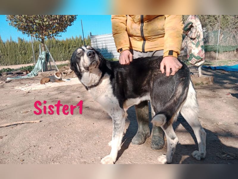 Sister1 geb. 01/2022 (in Deutschland) - "Biene" genannt, verliert unverschuldet ihr Zuhause!