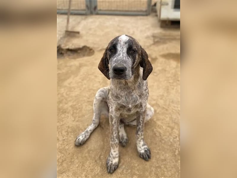 Balzac, sanfter Riese sucht tolle Familie!