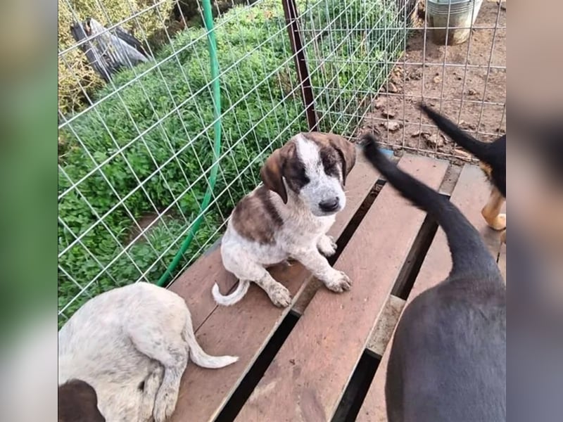 Balzac, sanfter Riese sucht tolle Familie!