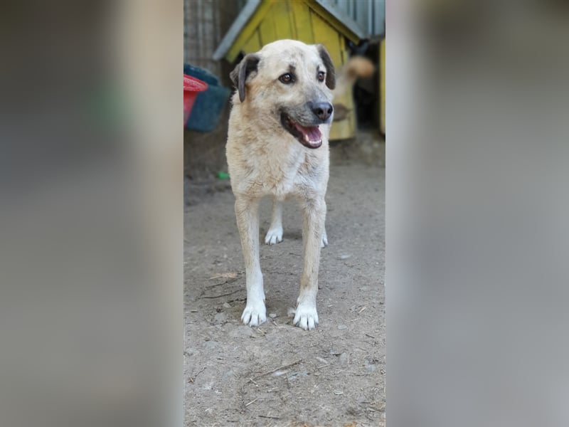 Didi    (Santuhalm-Shelter Rumänien)