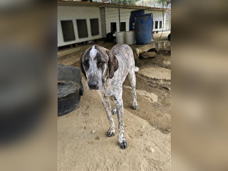 Balzac, sanfter Riese sucht tolle Familie!