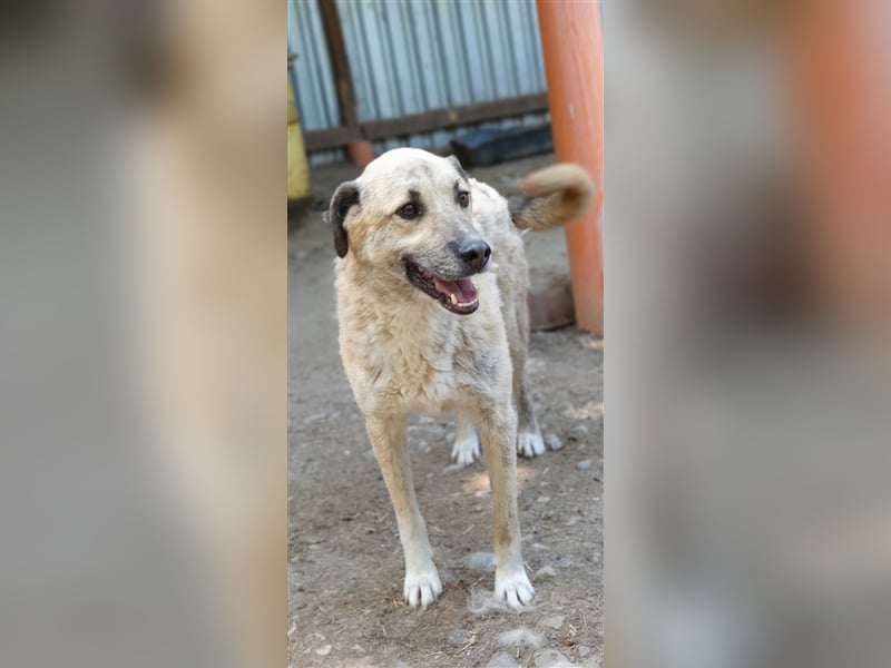 Didi    (Santuhalm-Shelter Rumänien)