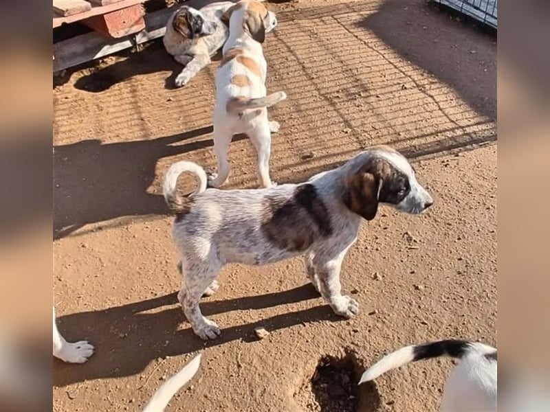 Balzac, sanfter Riese sucht tolle Familie!