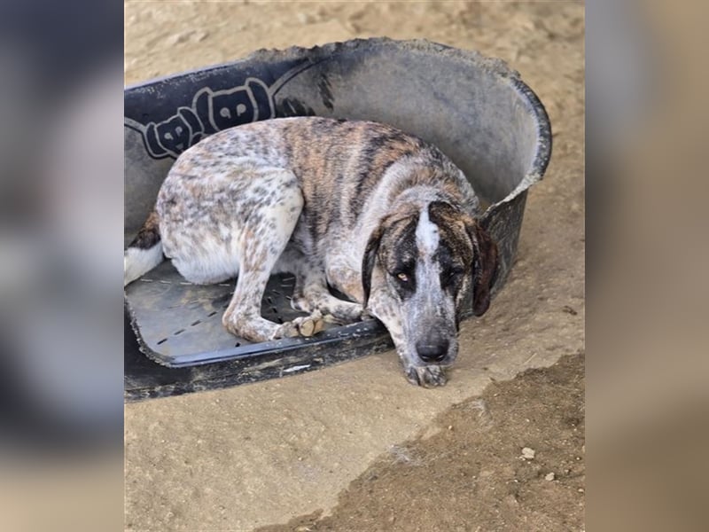 Balzac, sanfter Riese sucht tolle Familie!