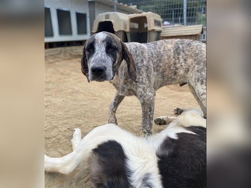 Balzac, sanfter Riese sucht tolle Familie!