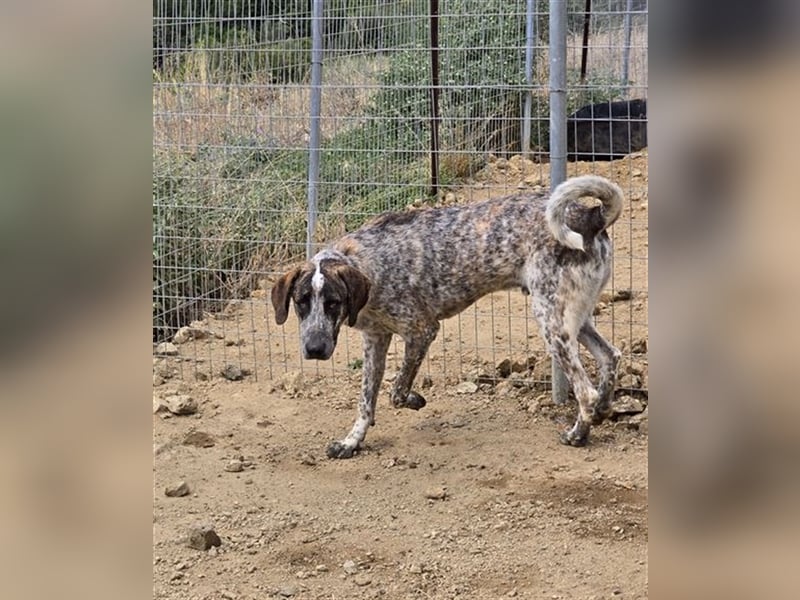 Balzac, sanfter Riese sucht tolle Familie!