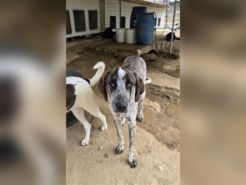 Balzac, sanfter Riese sucht tolle Familie!