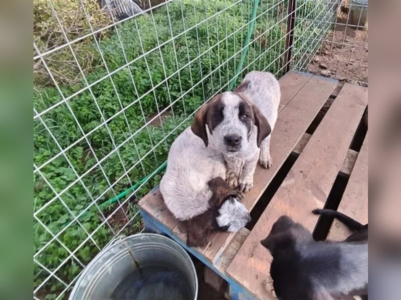 Balzac, sanfter Riese sucht tolle Familie!