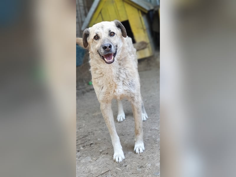 Didi    (Santuhalm-Shelter Rumänien)