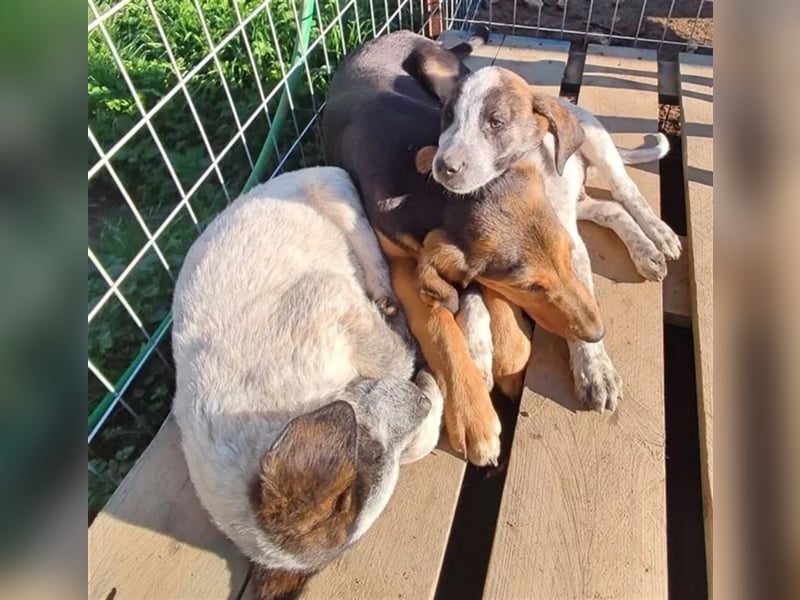 Balzac, sanfter Riese sucht tolle Familie!